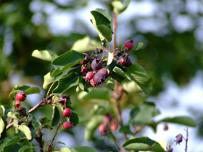 Ирга коринка