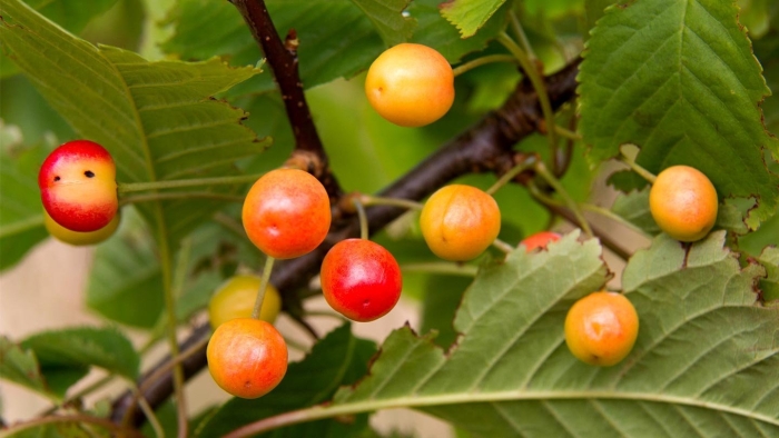 Ягода похожая на черешню