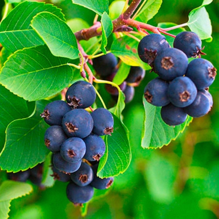 Ирга ольхолистная мартин