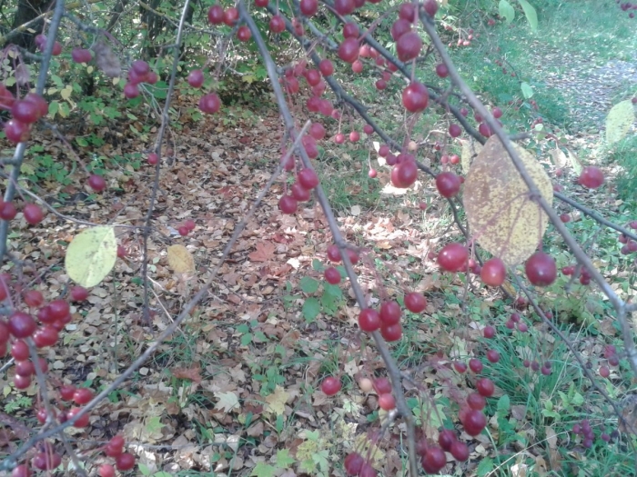 Ягодные деревья