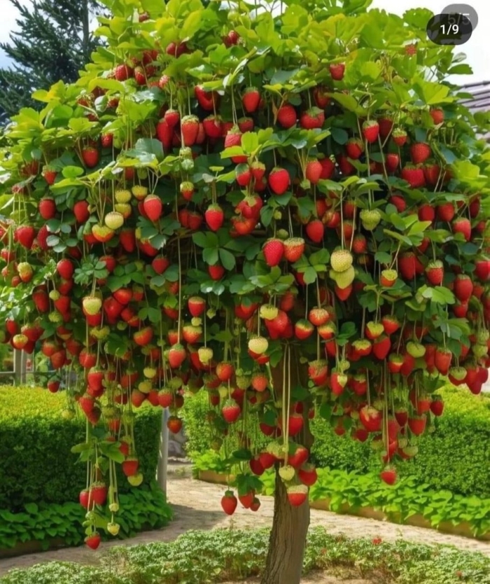 Малино клубничное дерево