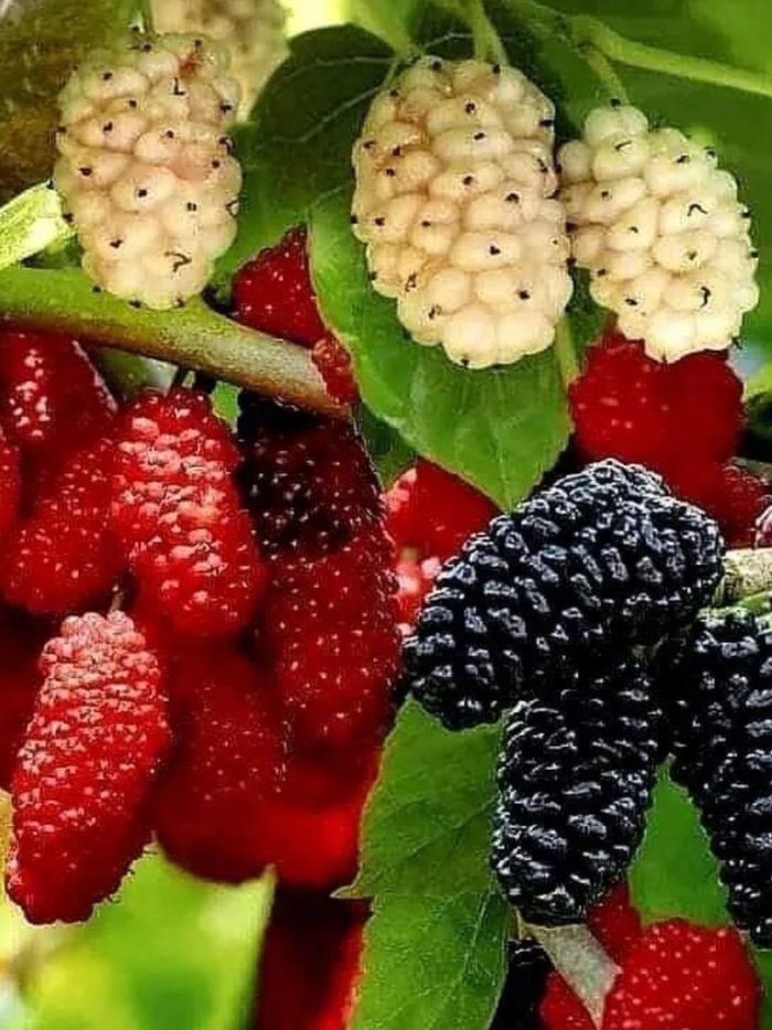 Шелковица ягода