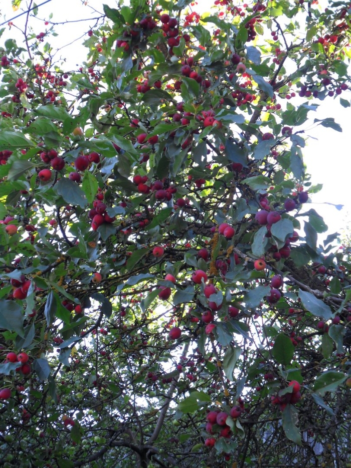 Яблоня мелкоплодная