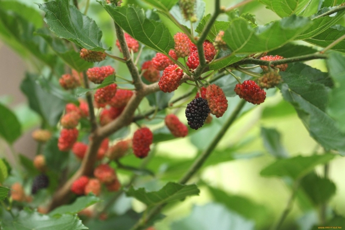 Шелковица ягода дерево