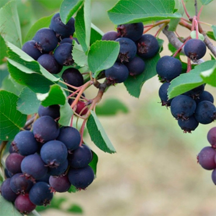 Ирга ольхолистная мартин