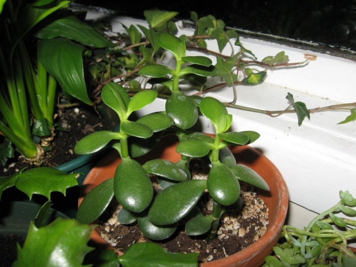 Комнатное растение похожее на денежное дерево