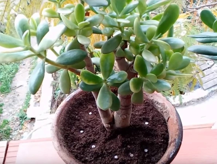 Денежное дерево крассула