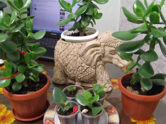 Денежное дерево в горшке