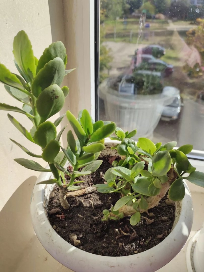 Каланхоэ блоссфельда вытянулось