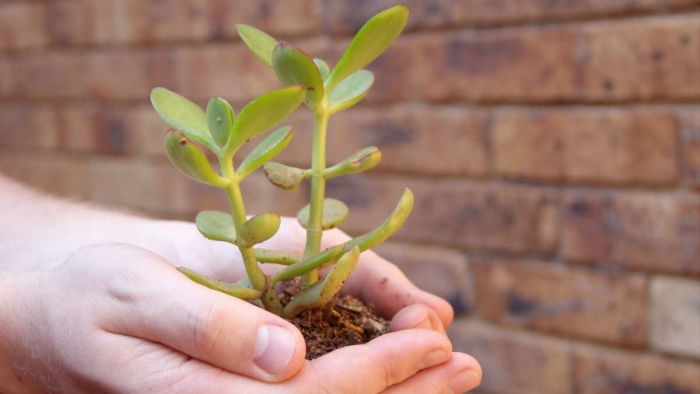 Толстянка росток