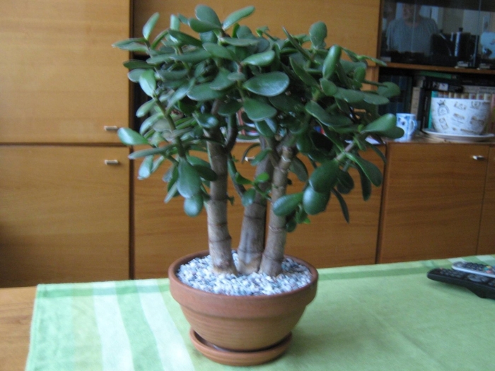 Денежное дерево толстянка