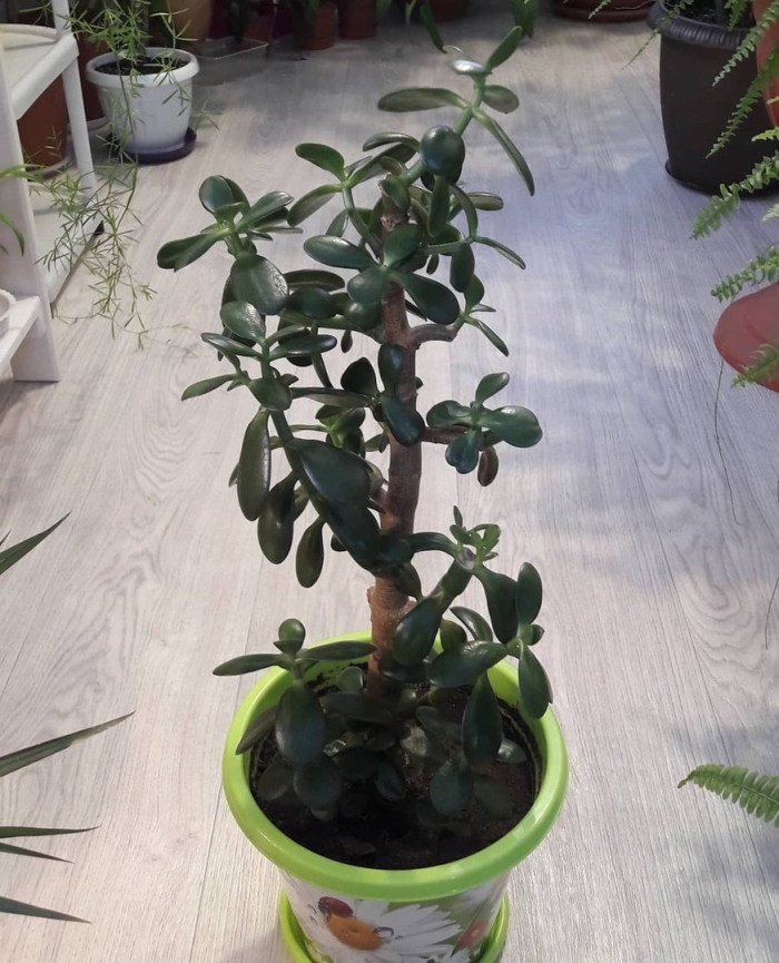 Денежное дерево комнатное