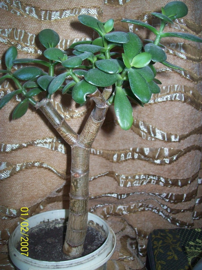 Толстянка формирование кроны