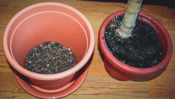 Отросток толстянки