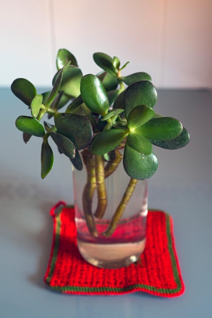 Денежное дерево крассула