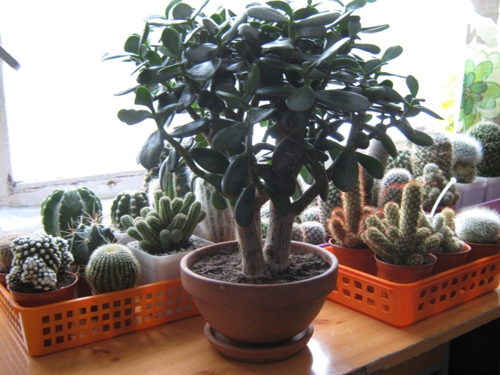 Денежное дерево толстянка