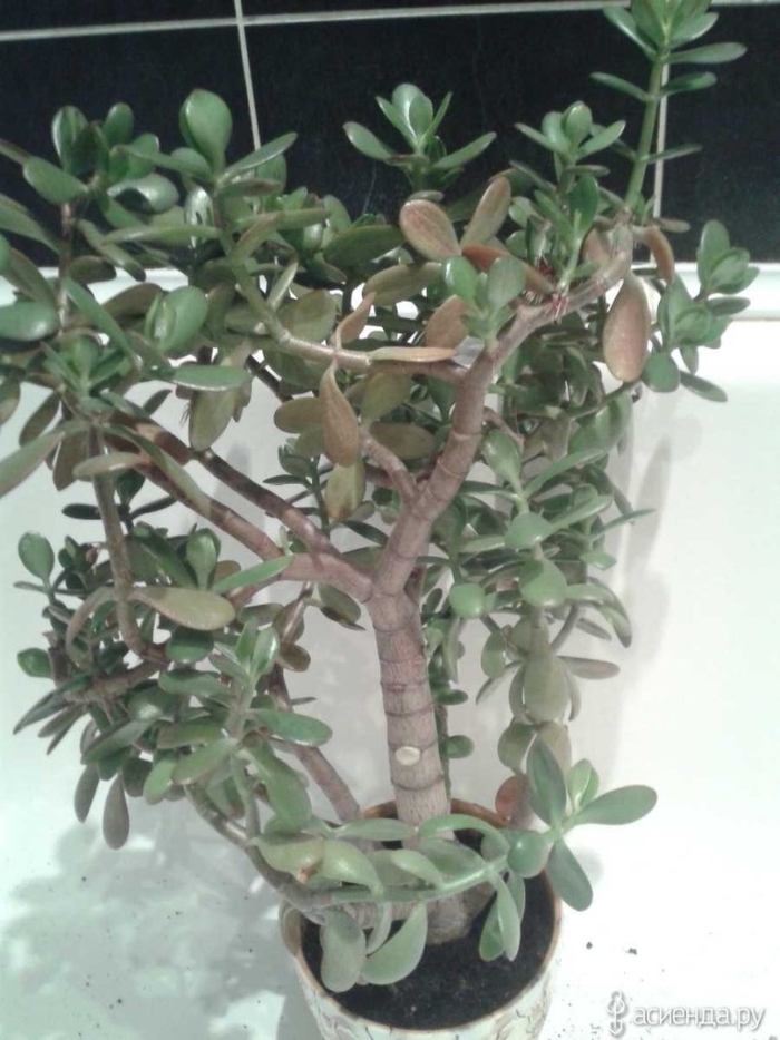 Долларовое дерево толстянка