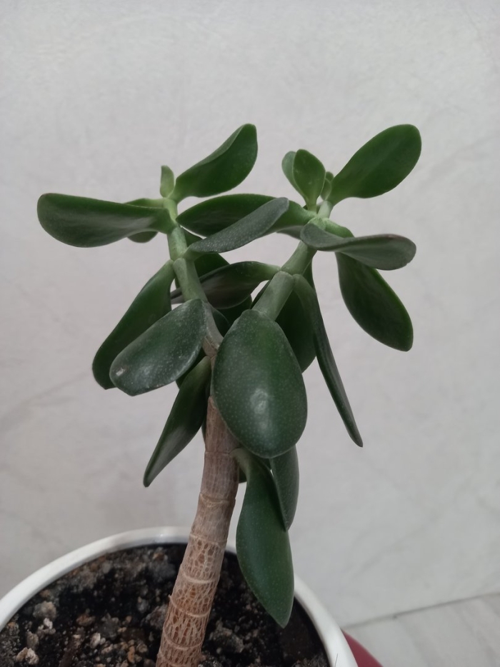 Толстянковые комнатные растения