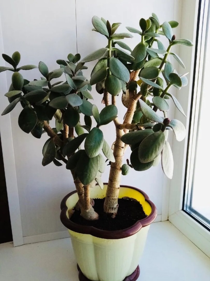 Денежное дерево уход в домашних условиях