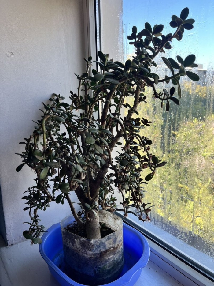 Дерево толстянка