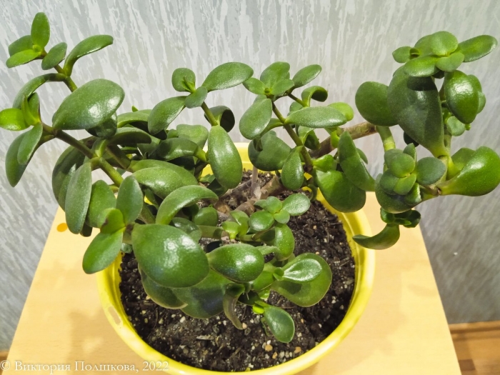 Денежное дерево толстянка