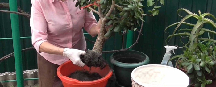 Пересадка денежного дерева