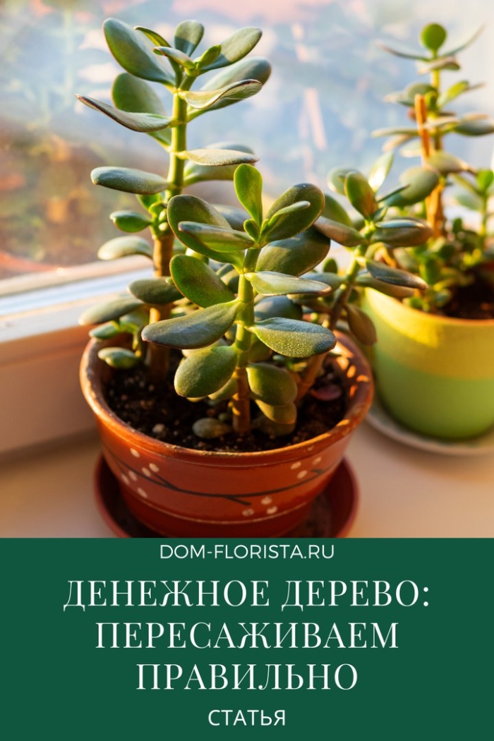 Толстянка или денежное дерево