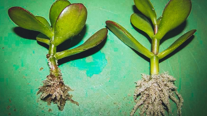 Денежное дерево толстянка