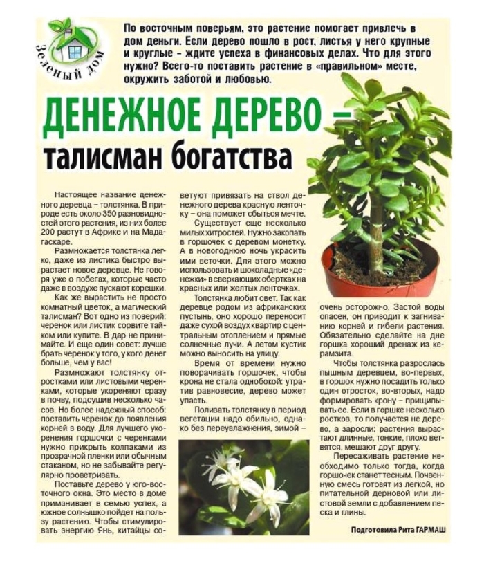 Денежное дерево комнатное