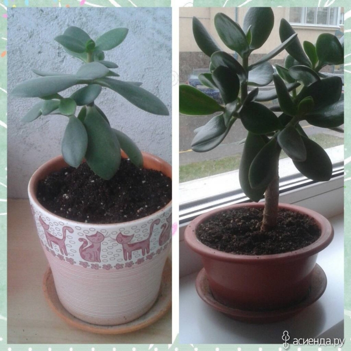 Толстянка денежное дерево в горшке