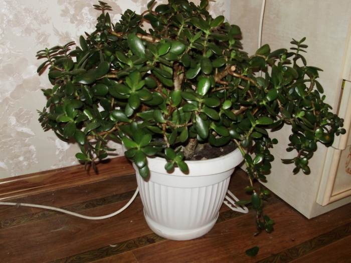 Толстянка дерево