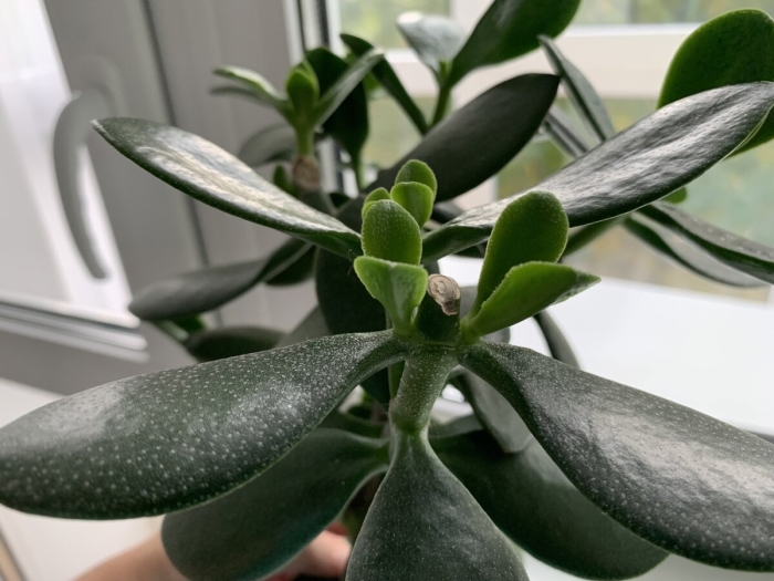 Толстянка яйцевидная