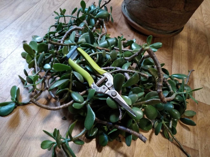 Денежное дерево обрезка