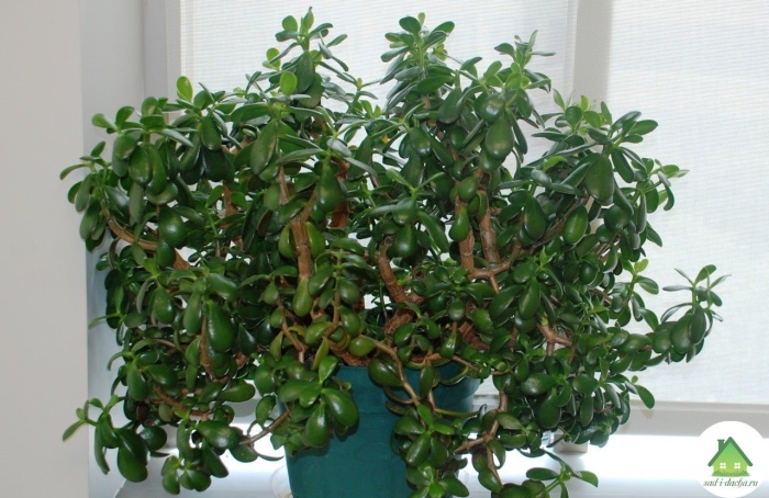 Цветок денежное дерево