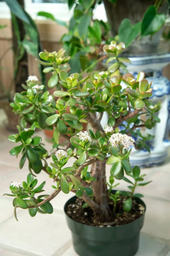 Jade plant crassula ovata