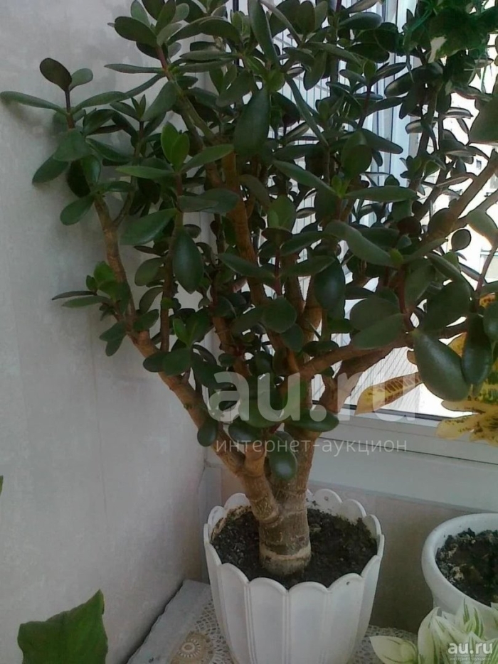 Растение денежное дерево