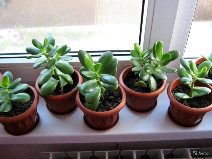 Толстянка денежное