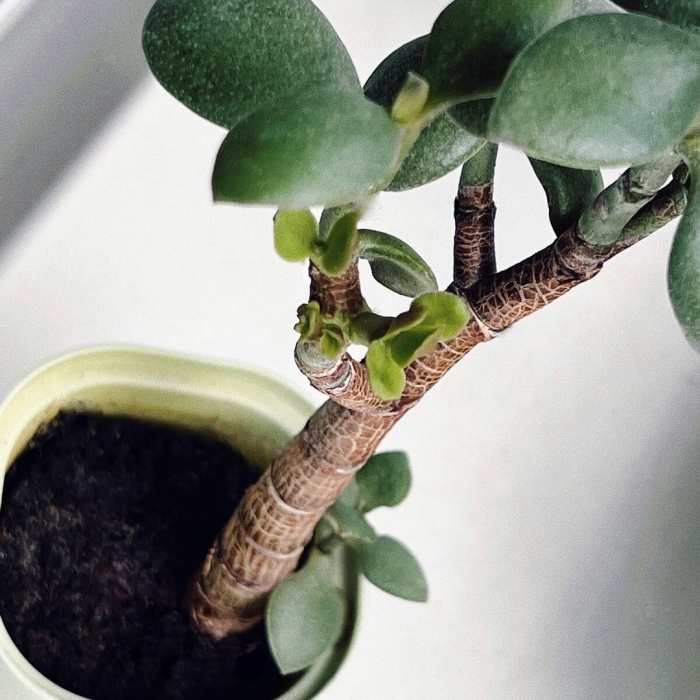 Крассула толстянка денежное дерево