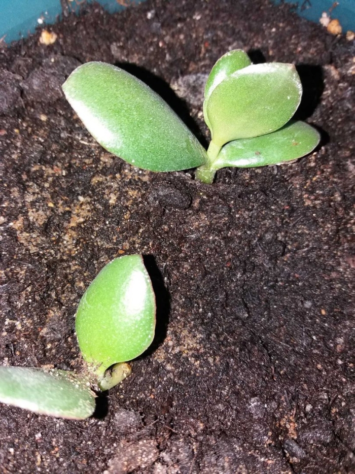 Крассула росток