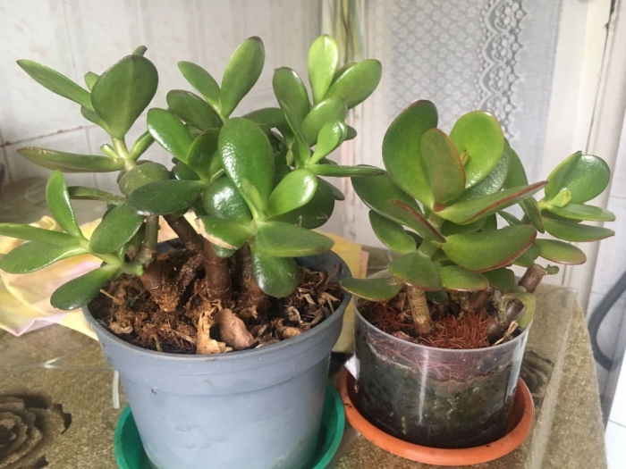 Толстянка крассула