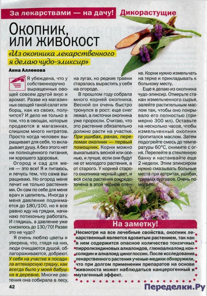 Окопник лекарственный растение