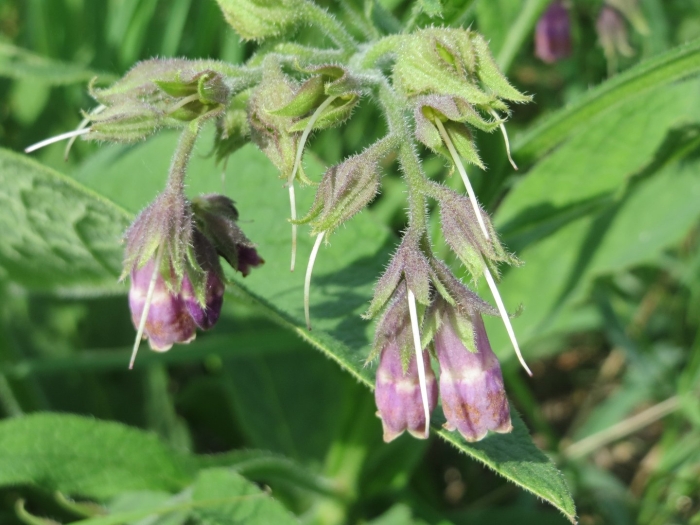 Symphytum officinale l. сухой