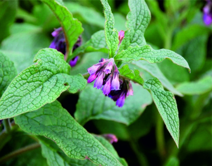 Окопник трава