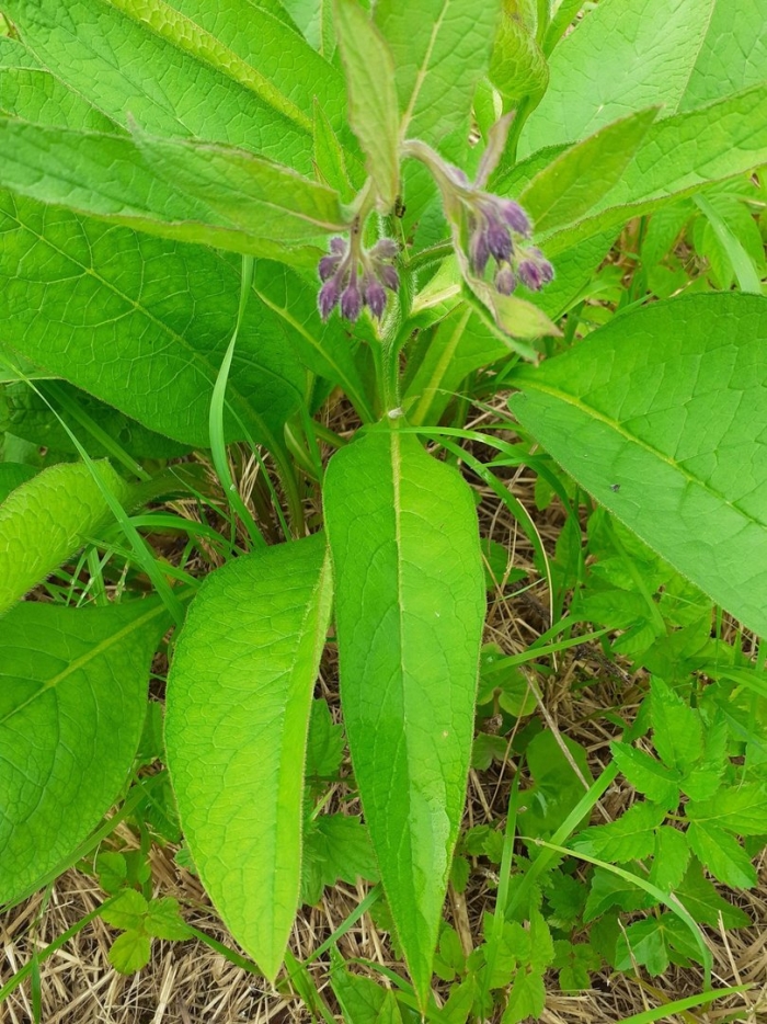 Окопник кавказский