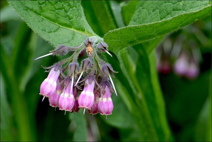 Окопник лекарственный применение