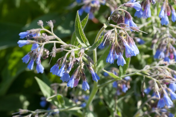 Окопник кавказский