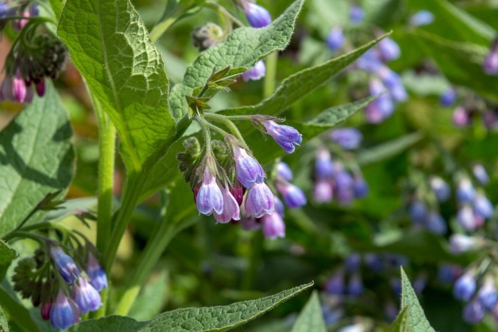 Окопник живокость растение