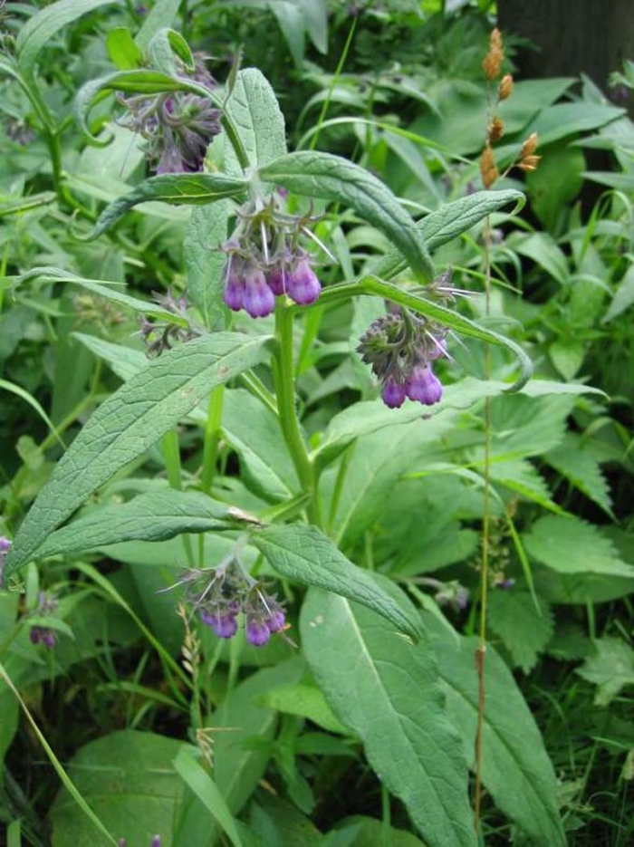 Окопник лекарственный symphytum officinale