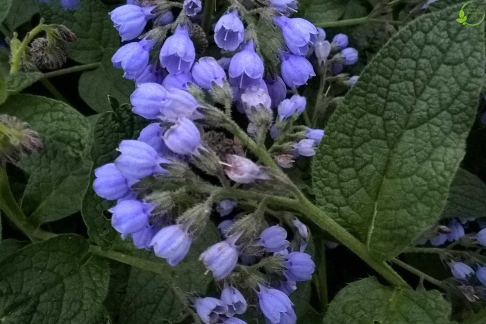 Окопник огуречная трава