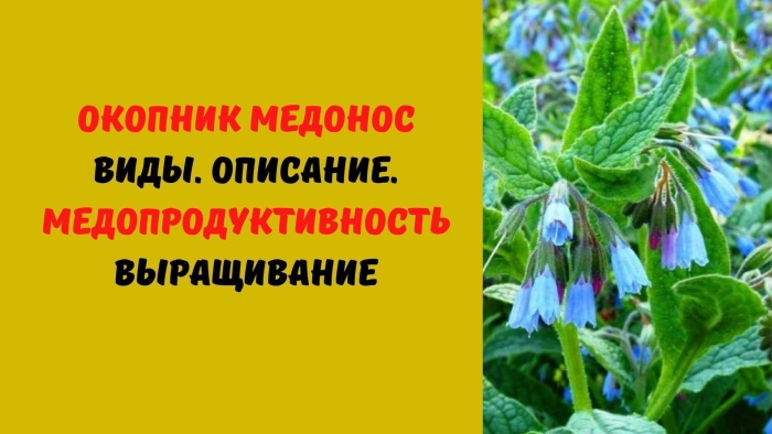 Окопник кавказский